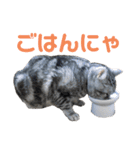 もも姫の日常スタンプ3（個別スタンプ：13）