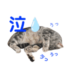 もも姫の日常スタンプ3（個別スタンプ：34）