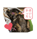 犬のクレアさん（個別スタンプ：8）