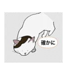 世界一の人懐っこい猫（個別スタンプ：14）