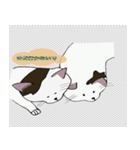 世界一の人懐っこい猫（個別スタンプ：16）