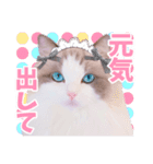 ラグドールのアイス/いちご/らむね（個別スタンプ：1）