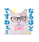 ラグドールのアイス/いちご/らむね（個別スタンプ：2）