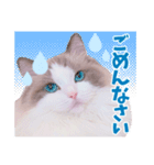 ラグドールのアイス/いちご/らむね（個別スタンプ：3）