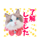 ラグドールのアイス/いちご/らむね（個別スタンプ：4）