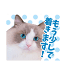 ラグドールのアイス/いちご/らむね（個別スタンプ：5）