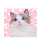 ラグドールのアイス/いちご/らむね（個別スタンプ：6）