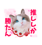 ラグドールのアイス/いちご/らむね（個別スタンプ：7）