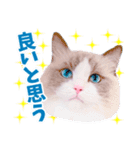 ラグドールのアイス/いちご/らむね（個別スタンプ：8）