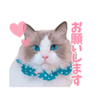 ラグドールのアイス/いちご/らむね（個別スタンプ：12）
