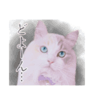 ラグドールのアイス/いちご/らむね（個別スタンプ：15）