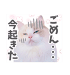 ラグドールのアイス/いちご/らむね（個別スタンプ：16）