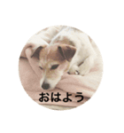 ホップドッグワンツー（個別スタンプ：1）