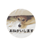 ホップドッグワンツー（個別スタンプ：5）