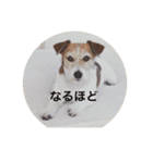 ホップドッグワンツー（個別スタンプ：6）