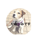 ホップドッグワンツー（個別スタンプ：7）