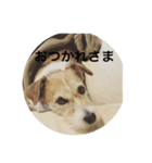 ホップドッグワンツー（個別スタンプ：11）