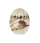 ホップドッグワンツー（個別スタンプ：13）