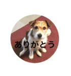 ホップドッグワンツー（個別スタンプ：16）