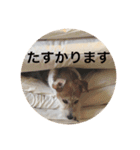 ホップドッグワンツー（個別スタンプ：18）