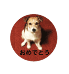 ホップドッグワンツー（個別スタンプ：19）