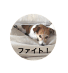 ホップドッグワンツー（個別スタンプ：21）
