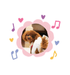 わんこプードル（個別スタンプ：5）
