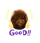 わんこプードル（個別スタンプ：7）