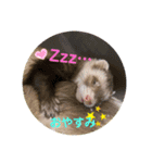 フェレットLOVE❤️（個別スタンプ：1）