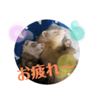フェレットLOVE❤️（個別スタンプ：6）
