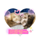 フェレットLOVE❤️（個別スタンプ：7）