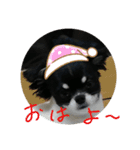 ぼく、ソラくん（個別スタンプ：2）
