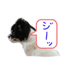 ぼく、ソラくん（個別スタンプ：7）