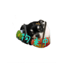 ぼく、ソラくん（個別スタンプ：10）