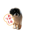 ぼく、ソラくん（個別スタンプ：15）