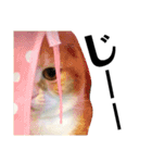 スコティッシュの小次郎②（個別スタンプ：3）