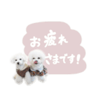 毎日てまかど敬語編（個別スタンプ：1）