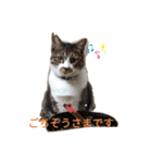 ねこちゃん (=^・^=)（個別スタンプ：1）