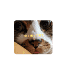 ねこちゃん (=^・^=)（個別スタンプ：2）