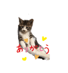 ねこちゃん (=^・^=)（個別スタンプ：3）