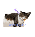 ねこちゃん (=^・^=)（個別スタンプ：4）