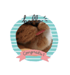 ねこちゃん (=^・^=)（個別スタンプ：5）
