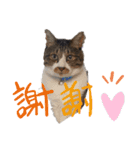 ねこちゃん (=^・^=)（個別スタンプ：6）