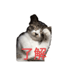 ねこちゃん (=^・^=)（個別スタンプ：7）