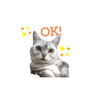 ねこちゃん (=^・^=)（個別スタンプ：8）