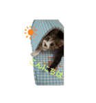 ねこちゃん (=^・^=)（個別スタンプ：9）