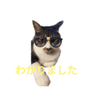 ねこちゃん (=^・^=)（個別スタンプ：10）