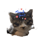 ねこちゃん (=^・^=)（個別スタンプ：11）
