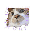 ねこちゃん (=^・^=)（個別スタンプ：12）