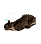 ねこちゃん (=^・^=)（個別スタンプ：13）